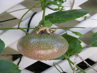 Fruit